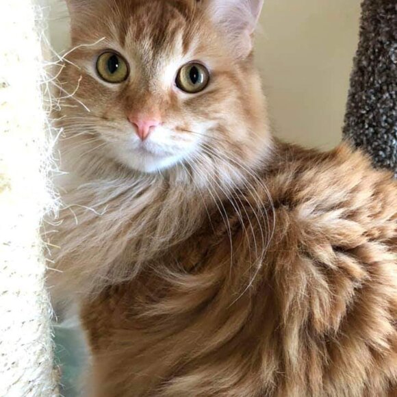 Meet your Posher, Sherie - Picture 3 of 6